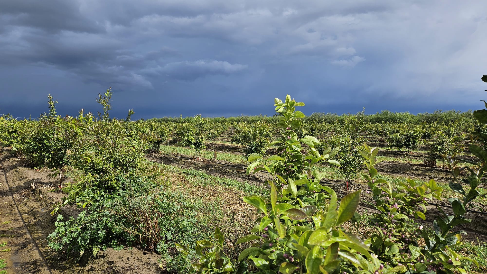 Update Farming | ਕੈਲੀਫੋਰਨੀਆ ਦੇ ਕਿਸਾਨਾਂ ਦੇ ਕੀ ਨੇ ਇਹਨਾਂ ਦਿਨਾਂ ਦੇ ਰੁਝੇਵੇਂ ? Jan 09 2024