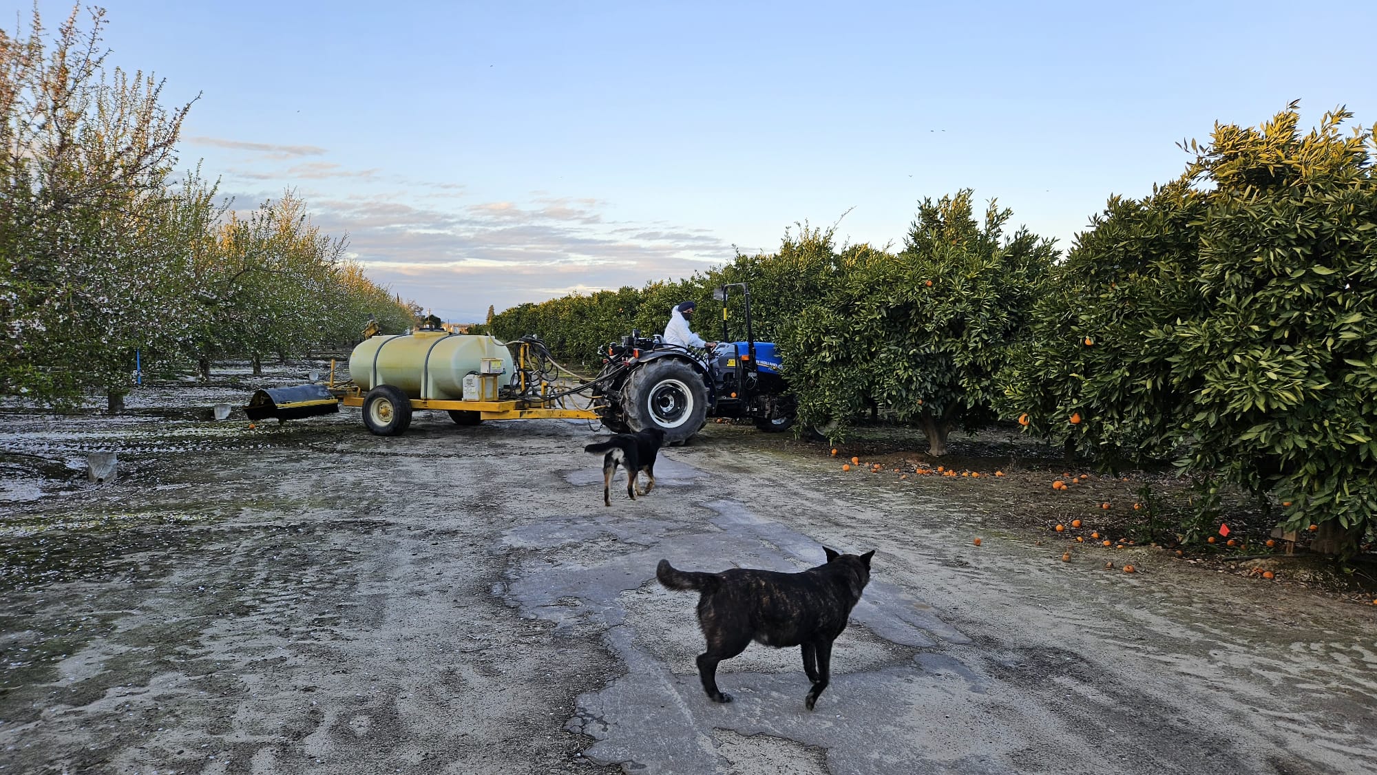 Update Farming 23 Jan 2024 | Dr Ranjit Riar | Sanitation, Pruning Training in Almond Farms