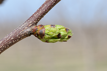 pistachios